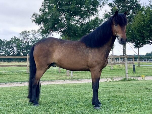 cheval 1.1 Ace Impact