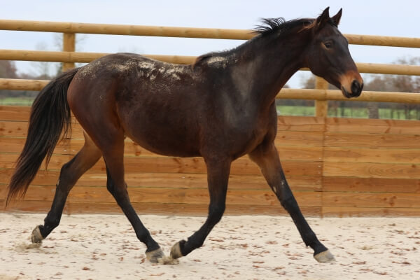 cheval 16 Black Caviar