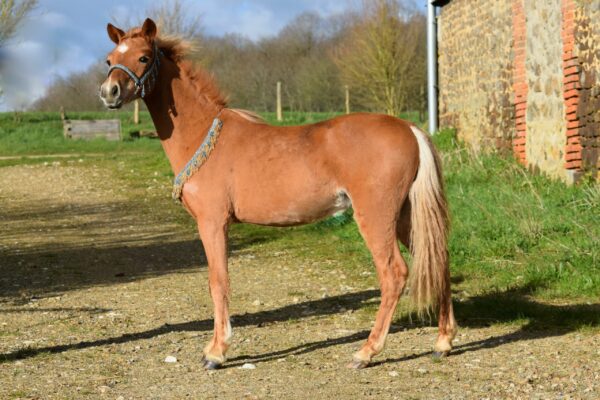 cheval 19 Gladiateur